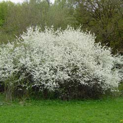 Prunellier / Prunus spinosa